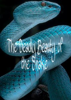 The Deadly Beauty of the Snake